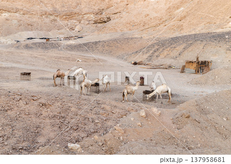 Herd of camels feeding in desert valley near simple shelter in Egypt landscape 137958681