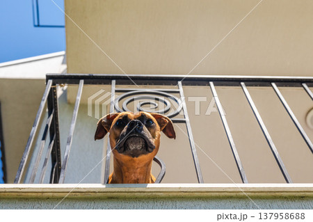 German Boxer dog looking down from balcony railing in sunny residential building exterior with clear sky German Boxer dog looking down from balcony railing in sunny residential building exterior with clear sky 137958688