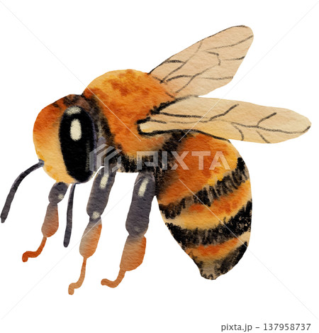 Flying Bee Illustration 137958737