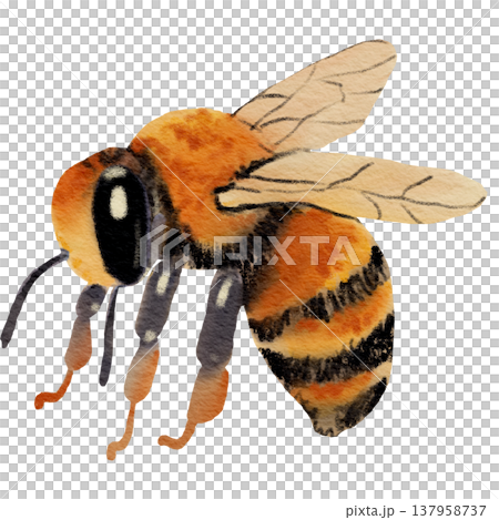 Flying Bee Illustration 137958737