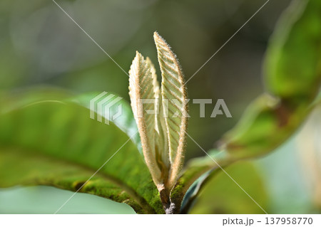 ビワ（枇杷）の若葉 137958770
