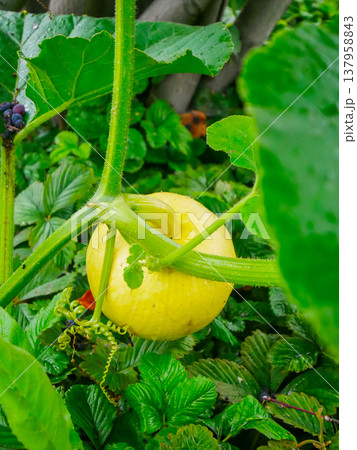 Small unripe pumpkin growing in a lush garden. Young squash plant with large green leaves on a vine. Agricultural concept of organic vegetable farming and summer harvest time. 137958843