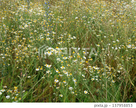 Field of blooming white daisies and green grass. Summer meadow with wildflowers. Peaceful natural landscape for relaxation and nature therapy. Authentic botanical environment background. Field of blooming white daisies and green grass. Summer meadow with wildflowers. Peaceful natural landscape for relaxation and nature therapy. Authentic botanical environment background. 137958853