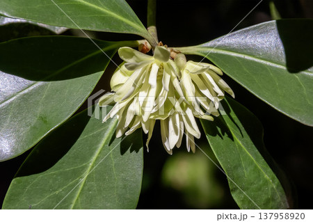 多くの黄白色の花被片が咲くシキミ【マツブサ科】 137958920