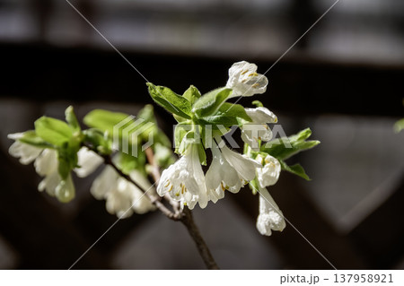 白い花が下向きに咲くアラゲヒョウタンボク【スイカズラ科】 白い花が下向きに咲くアラゲヒョウタンボク【スイカズラ科】 137958921