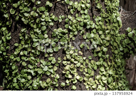 木や岩に茎をはわせる着生植物マメヅタ【ウラボシ科】 木や岩に茎をはわせる着生植物マメヅタ【ウラボシ科】 137958924