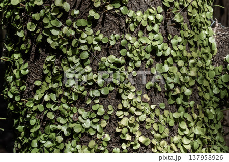 木や岩に茎をはわせる着生植物マメヅタ【ウラボシ科】 137958926