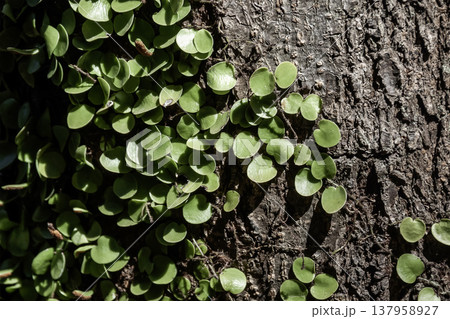 木や岩に茎をはわせる着生植物マメヅタ【ウラボシ科】 木や岩に茎をはわせる着生植物マメヅタ【ウラボシ科】 137958927