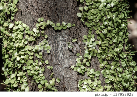 木や岩に茎をはわせる着生植物マメヅタ【ウラボシ科】 木や岩に茎をはわせる着生植物マメヅタ【ウラボシ科】 137958928