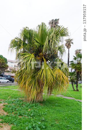 Livistona chinensis, the Chinese fan palm or fountain palm, is a species of subtropical palm tree of east Asia. It is native to southern Japan, Taiwan, the Ryukyu Islands, southeastern China and Haina Livistona chinensis, the Chinese fan palm or fountain palm, is a species of subtropical palm tree of east Asia. It is native to southern Japan, Taiwan, the Ryukyu Islands, southeastern China and Haina 137959157