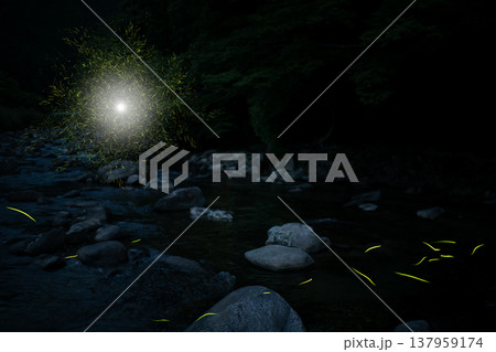 明るい光に集まるホタル・イエローカラー系の光のイメージ 137959174