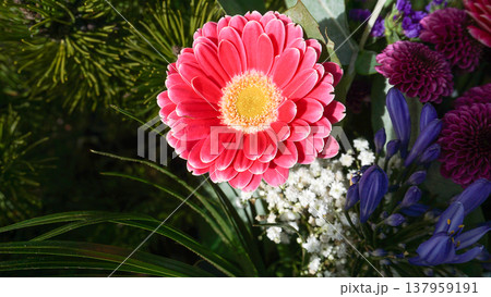 A vertical shot of the petals of a gerbera at Garden A vertical shot of the petals of a gerbera at Garden 137959191
