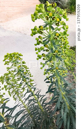 Euphorbia characias, green plant at nature 137959209