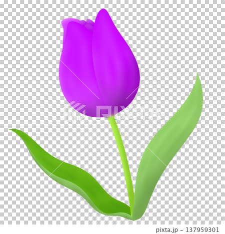 春_チューリップ 春_チューリップ 137959301