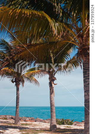 Beautiful palm trees that rise towards the sky, green and slender, evoking sensations of a tropical vacation. Beautiful palm trees that rise towards the sky, green and slender, evoking sensations of a tropical vacation. 137959324