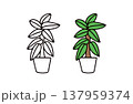 白黒と色ありの観葉植物のイラストセット 137959374