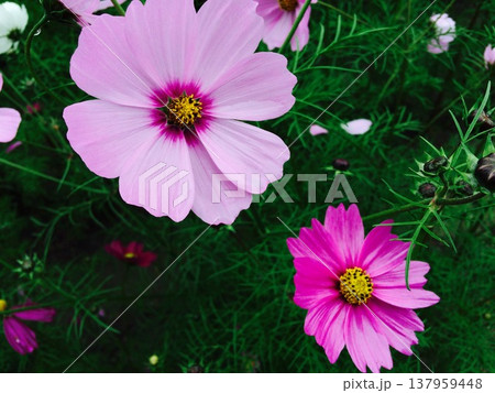 落ち着いた色調の庭に咲く、凛としたコスモスの花 落ち着いた色調の庭に咲く、凛としたコスモスの花 137959448