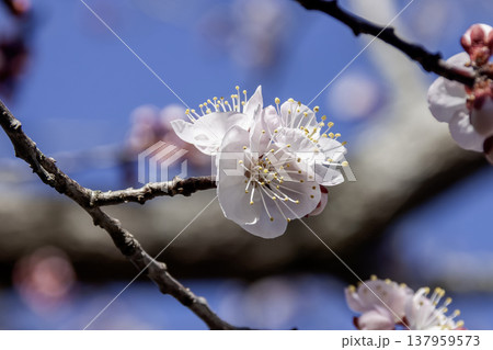 アンズの英名はアプリコット、別名はカラモモ、花は可憐だ 137959573