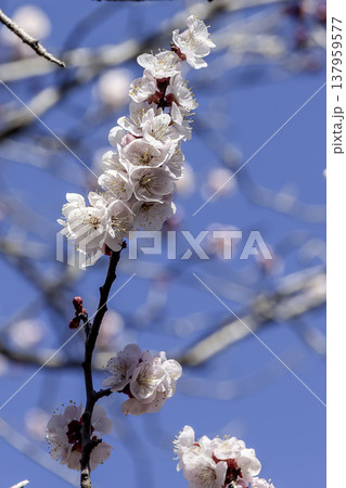 アンズの英名はアプリコット、別名はカラモモ、花は可憐だ アンズの英名はアプリコット、別名はカラモモ、花は可憐だ 137959577