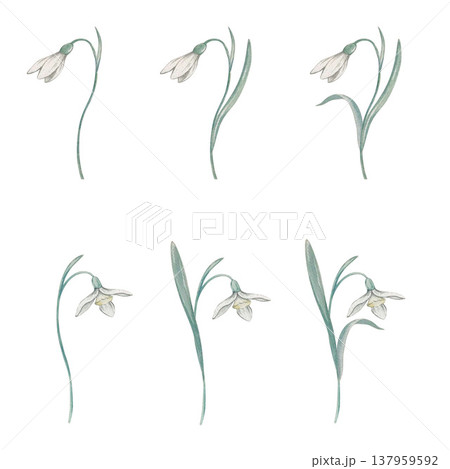 snowdrop flower set watercolor snowdrop flower set watercolor 137959592