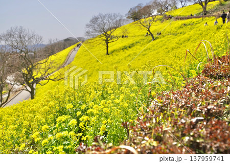 日本のマザー牧場の菜の花 日本のマザー牧場の菜の花 137959741