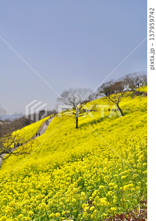 日本のマザー牧場の菜の花 日本のマザー牧場の菜の花 137959742
