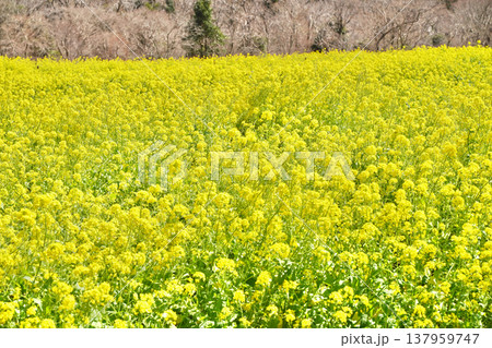 日本のマザー牧場の菜の花 137959747