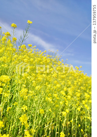 日本のマザー牧場の菜の花 137959755