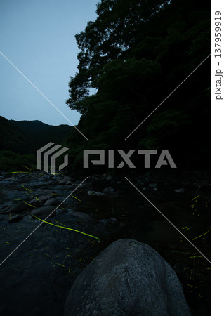 三重県　ホタルの舞う風景・夏イメージ 137959919