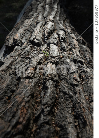 a low-angle, close-up perspective, this image highlights the intricate textures of weathered tree bark, defined by deep vertical ridges and a rugged surface. The dramatic lighting creates a stark a low-angle, close-up perspective, this image highlights the intricate textures of weathered tree bark, defined by deep vertical ridges and a rugged surface. The dramatic lighting creates a stark 137959977