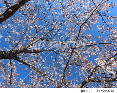 青空に映える満開の桜 137960048