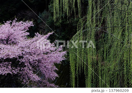 桜　00039 137960209