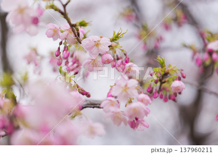 桜 00031 桜 00031 137960211
