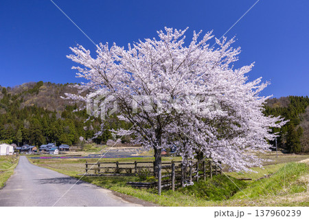 福井の春の絶景、大野市ののどかな田園風景と満開の一本桜 福井の春の絶景、大野市ののどかな田園風景と満開の一本桜 137960239