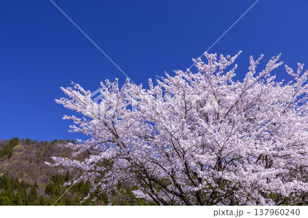 福井の春の絶景、大野市ののどかな田園風景と満開の一本桜 137960240