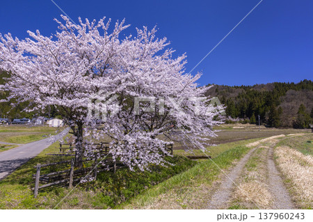 福井の春の絶景、大野市ののどかな田園風景と満開の一本桜 福井の春の絶景、大野市ののどかな田園風景と満開の一本桜 137960243