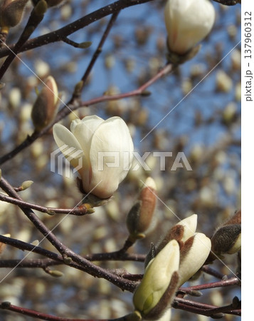 上向きに咲く大きな「ハクモクレン」の花 137960312