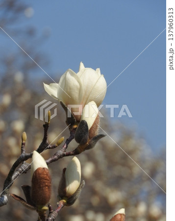 上向きに咲く大きな「ハクモクレン」の花 上向きに咲く大きな「ハクモクレン」の花 137960313