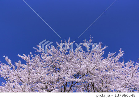 福井の春の絶景、大野市ののどかな田園風景と満開の一本桜 福井の春の絶景、大野市ののどかな田園風景と満開の一本桜 137960349