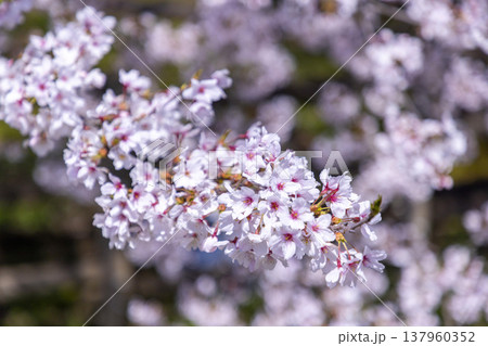 福井の春の絶景、大野市ののどかな田園風景と満開の一本桜 137960352