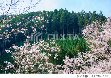満開の桜と深い森の春景色 満開の桜と深い森の春景色 137960446