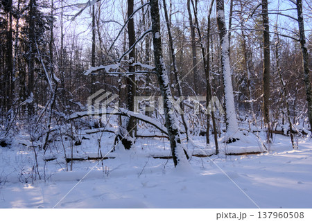 Winter forest landscape showcasing snowy trees and fallen logs Winter forest landscape showcasing snowy trees and fallen logs 137960508