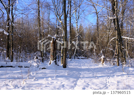 Winter forest path with fresh snow and blue sky Winter forest path with fresh snow and blue sky 137960515