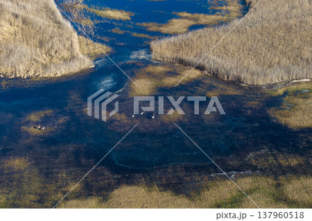 Narew braided river valley aerial habitat Narew braided river valley aerial habitat 137960518