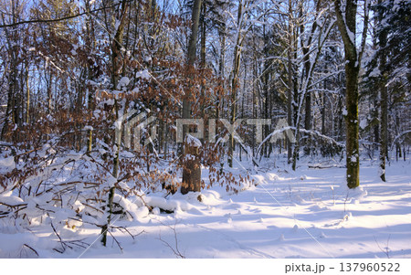 Winter forest landscape featuring fresh snow covering trees Winter forest landscape featuring fresh snow covering trees 137960522