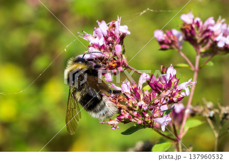 Bumblebee pollinating purple oregano flowers in sunlight Bumblebee pollinating purple oregano flowers in sunlight 137960532