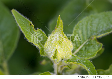 Green plant new growth budding foliage in nature 137960533