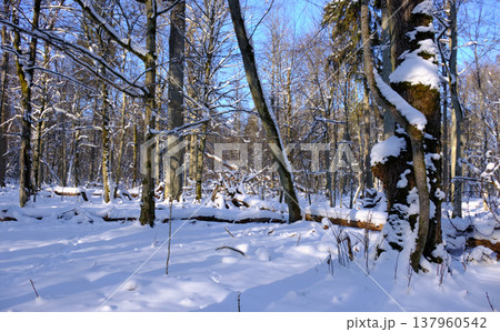 Winter forest landscape showcasing snow covered trees Winter forest landscape showcasing snow covered trees 137960542