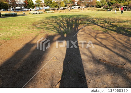 休日の公園の大きな木の影 137960559