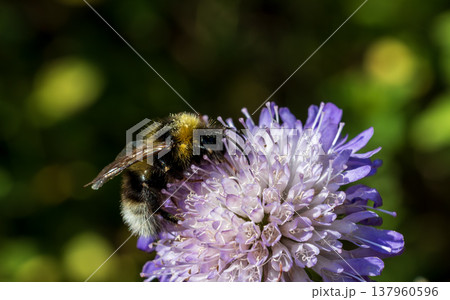 Bumblebee pollinating purple flower collecting nectar in summer 137960596